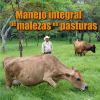 Manejo integral de melazas y pasturas